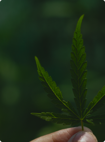 Medical Marijuana Clinic - Mmc